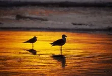 sunset world california seagulls southern 1920x1080 wallpaper Art HD Wallpaper